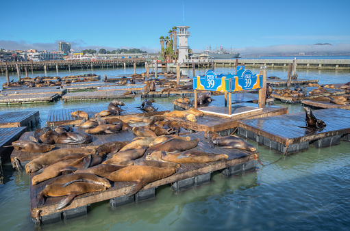 Sea lions lounging on the platforms of San Francisco Bay.