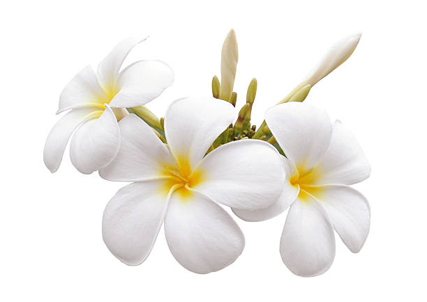 istock frangipani flower isolated white background 498566107
