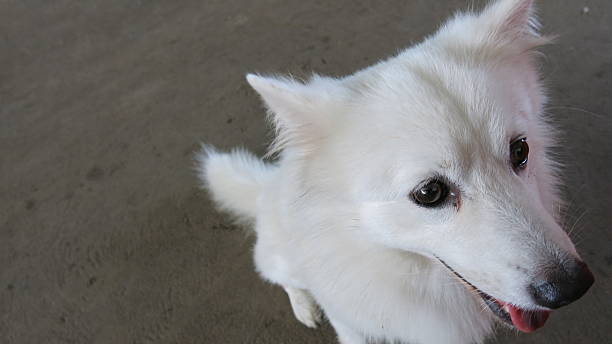 White Japanese dog stock photo