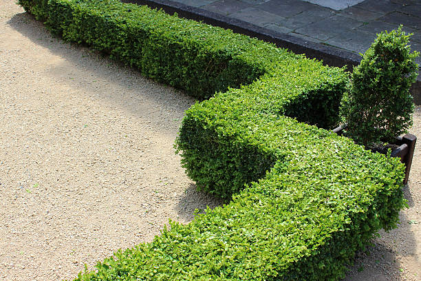 Photo showing an ornate knot garden with clipped buxus hedging (evergreen box / boxwood / buxus sempervirens), and iron railings painted black in colour.  A topiary buxus shaped as a cone is positioned at each corner, being planted in square pots.