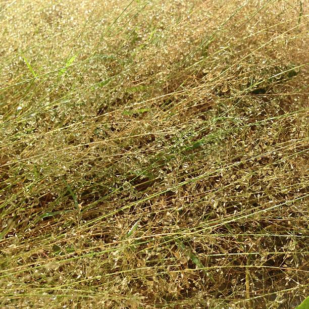 dry grass background with rain drops stock photo