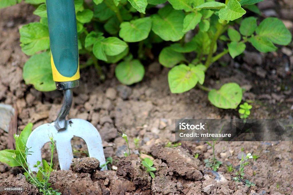 Imagem de pequeno jardim bifurcação na horta alocação de solo - Foto de stock de Agricultura royalty-free