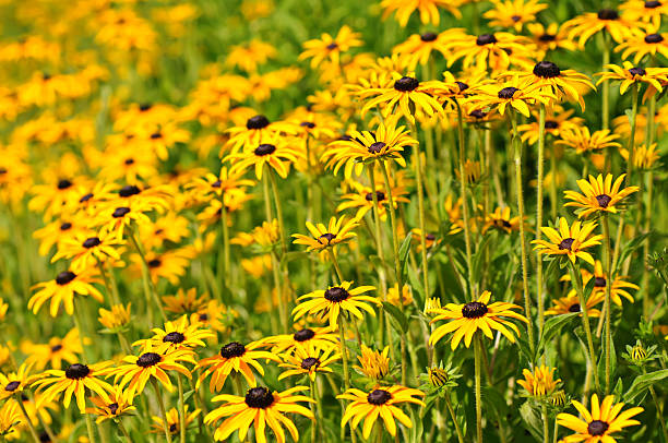 istock Rudbekia flowers 498568163