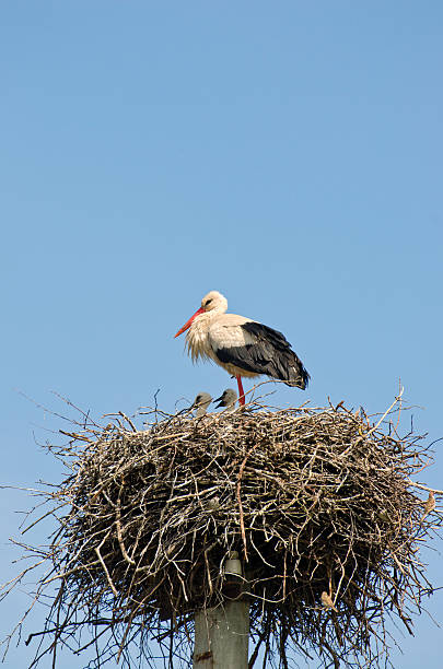 istock white stork Ciconia ciconia in nest 498568207