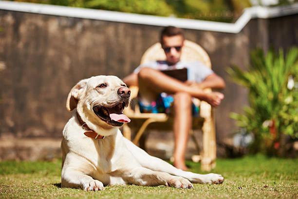 Dog laying on grass, man with laptop in background