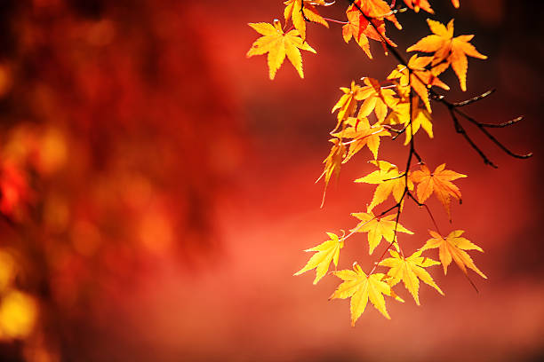 istock Autumn Japanese garden with maple 498568635