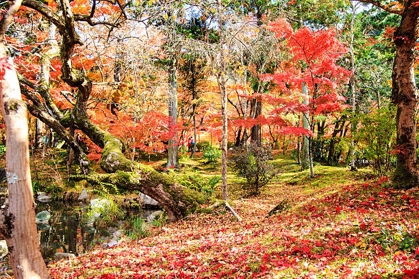 Autumn Japanese garden with maple in Kyoto,Japan