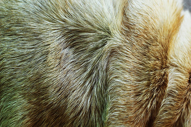 istock Pug dog - brown fur. 498569135