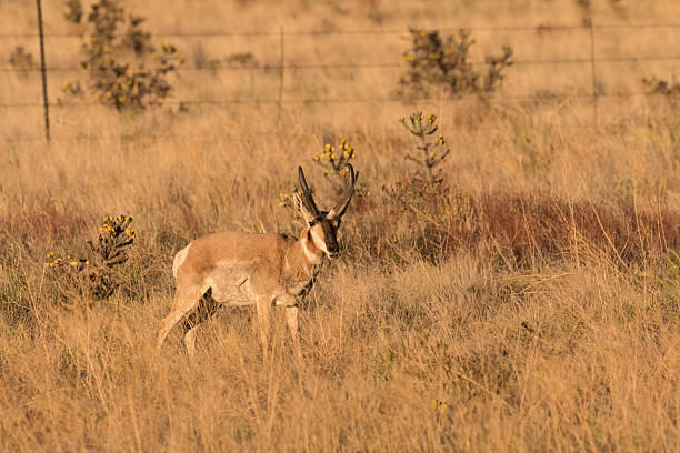 istock Pronghorn Antelope Buck 498569419