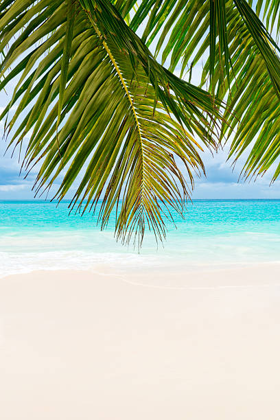 istock Anse Lazio, Praslin island, the Seychelles 498570117