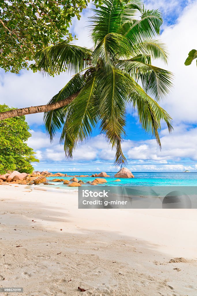 Anse Lazio, Praslin island, Seychelles - Photo de Arbre libre de droits