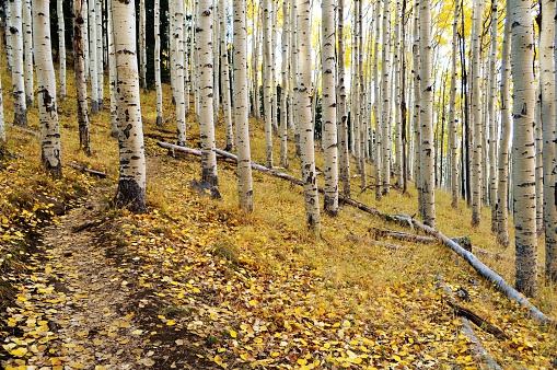 A path passes through a grove of Aspen trees.  The  golden yellow fall leaves of the trees cover the ground.