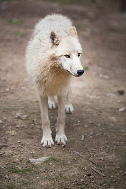 istock Portrait of wild Arctic Wolf 498570849