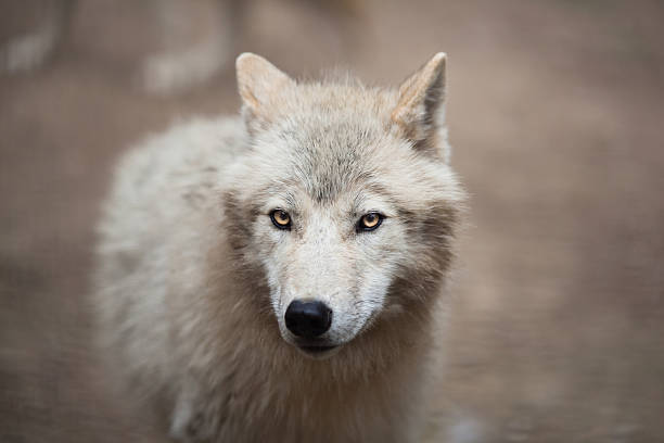 istock Portrait of wild Arctic Wolf 498570855