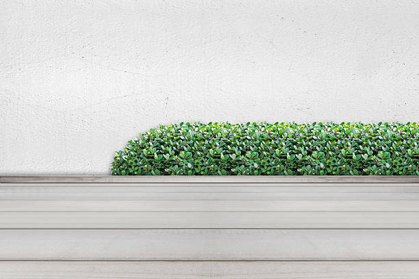 istock Bushes Fence with Cement Wall and Wood Floor Texture Background 498571052