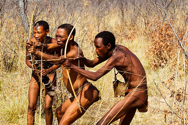 Grashoek, Namibia - August 20, 2011: Ju/'Hoansi or San bushmen hunters in the african bush. Many tourists came to visit then in The Living Museum at Grashoek, where they perform many activities like dancing, chanting and hunting simulation.  Today the San Bushmen are found only in the northwestern South Africa, northern Namibia and Botswana The bushmen are gatherer hunters living in very dry areas, their biggest stronghold is the Kalahari desert. Today the government don´t allow then to hunt anymore, so they normally lives on wild fruits and roots they can find in the bush.