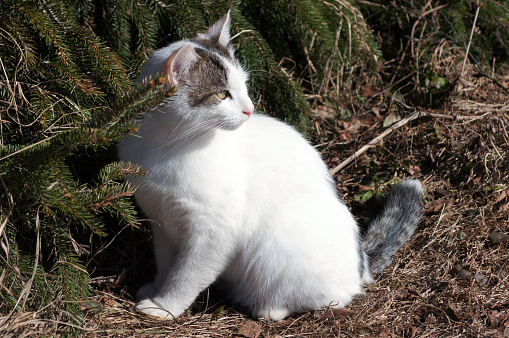 Black and white cute spotted cat outdoor under the spruce.