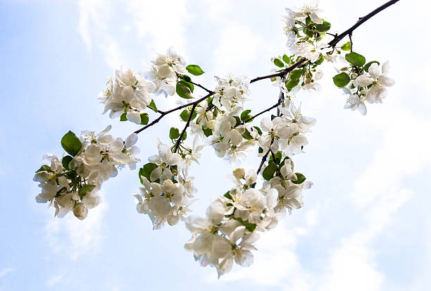 istock Blooming branch of the apple tree against the sky 498571719