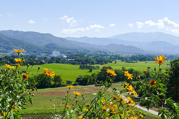 istock flowerbed with mountain and paddy view 498576214
