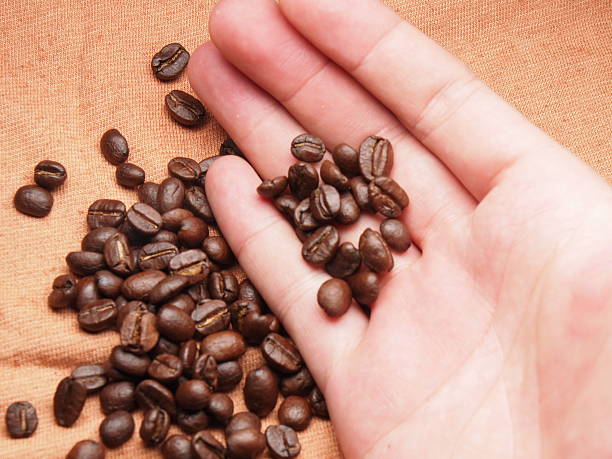 istock part of hand with coffee crop beans on fabric textile 498576253