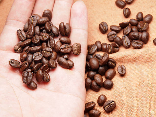 istock part of hand with coffee crop beans on fabric textile 498576255