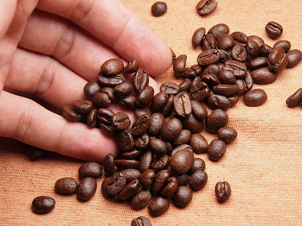 istock part of hand with coffee crop beans on fabric textile 498576259