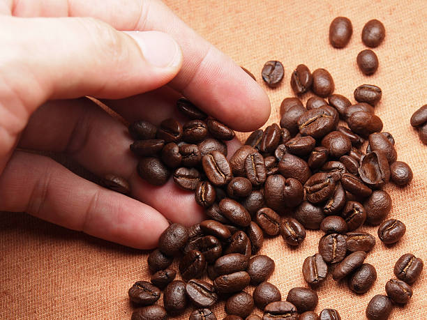 istock part of hand with coffee crop beans on fabric textile 498576263