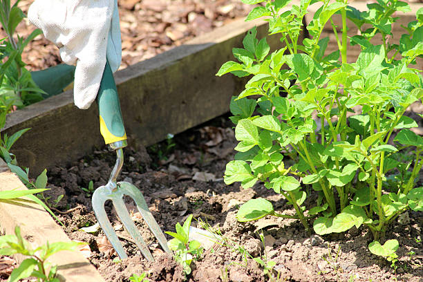 istock Image of small garden fork in vegetable garden allotment soil 498576435