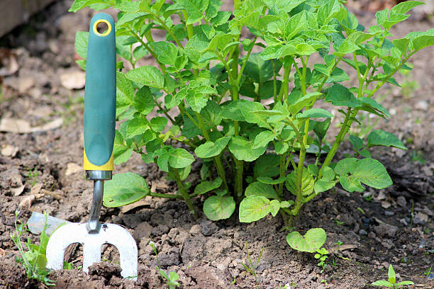 Photo showing a small garden fork in the soil of a vegetable garden allotment, in front of potato plants, ready to be used for a few hours of weeding.