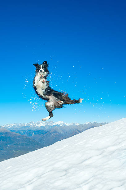 border collie salti nella neve in montagna - animal dog winter snow foto e immagini stock