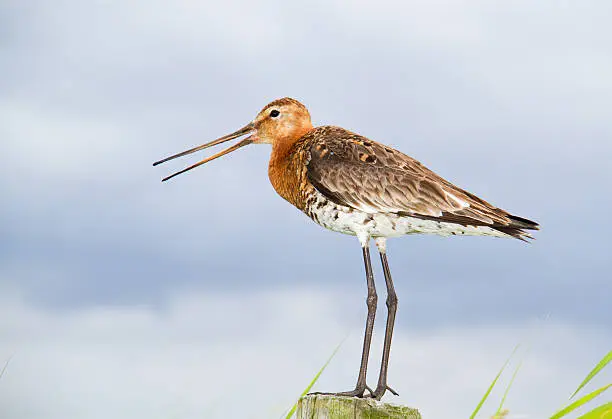 Black-tailed godwit on lookout, calling.