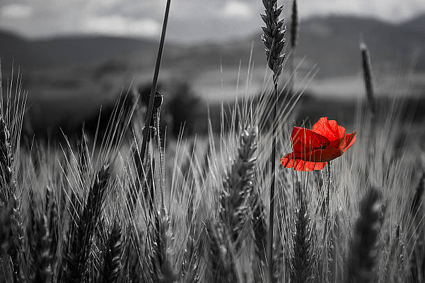 fleur de coquelicot rouge - alamein photos et images de collection