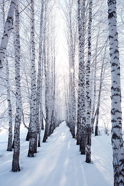 birch in winter birch in winter. Snow branches on the tree wintry landscape january december landscape stock pictures, royalty-free photos & images