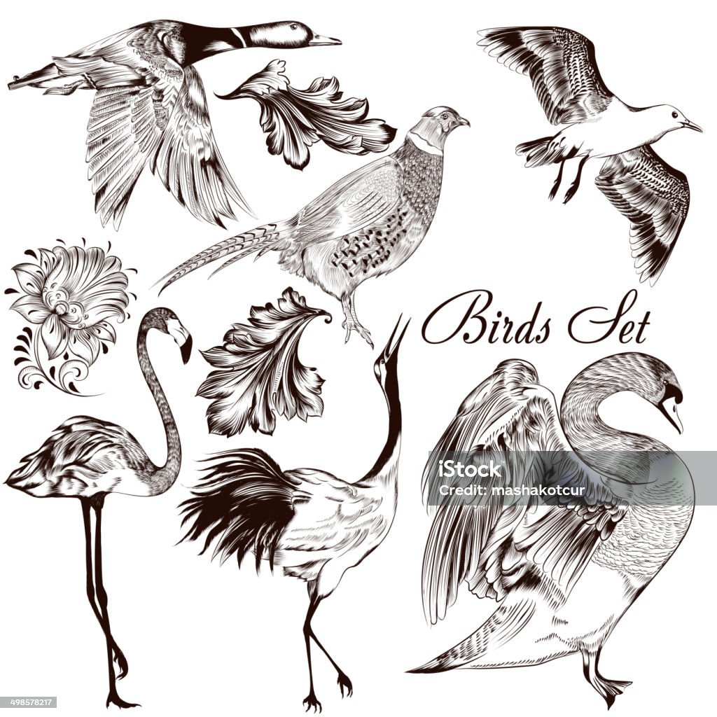 Collection of vector detailed hand drawn birds Collection  of high detailed vector birds for design Old-fashioned stock vector