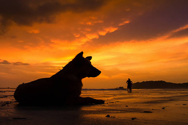 Salvador, Bahia, Brazil - October 29, 2015: Dogs silhouette at the beautiful yellow sunset on Ribeira beach in Salvador (BA).