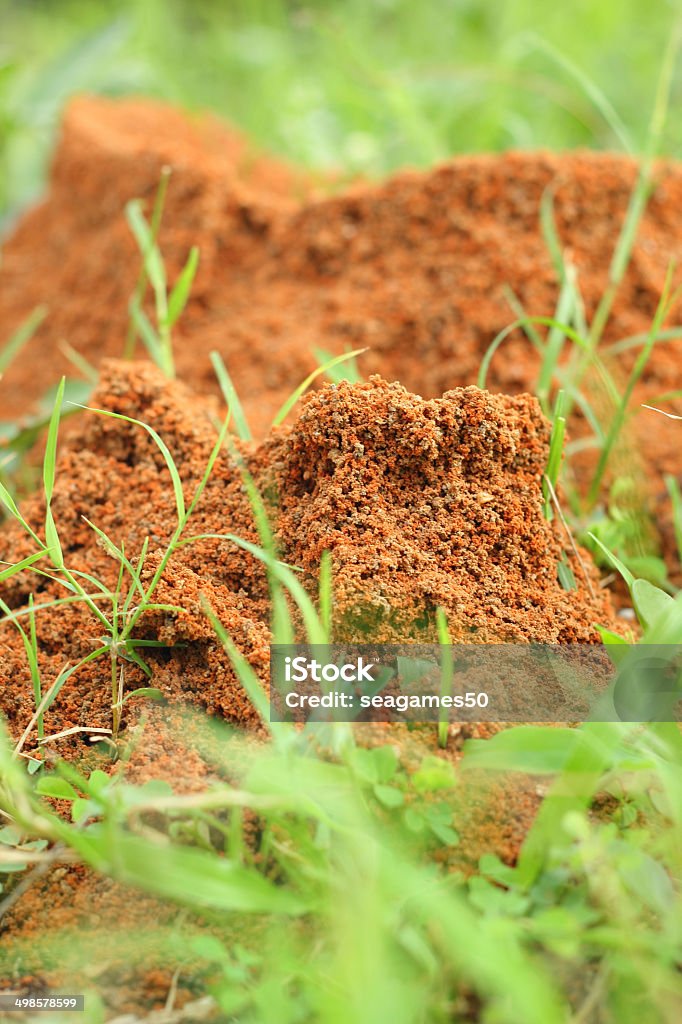 Ants 네스트 - 로열티 프리 개미 집 스톡 사진