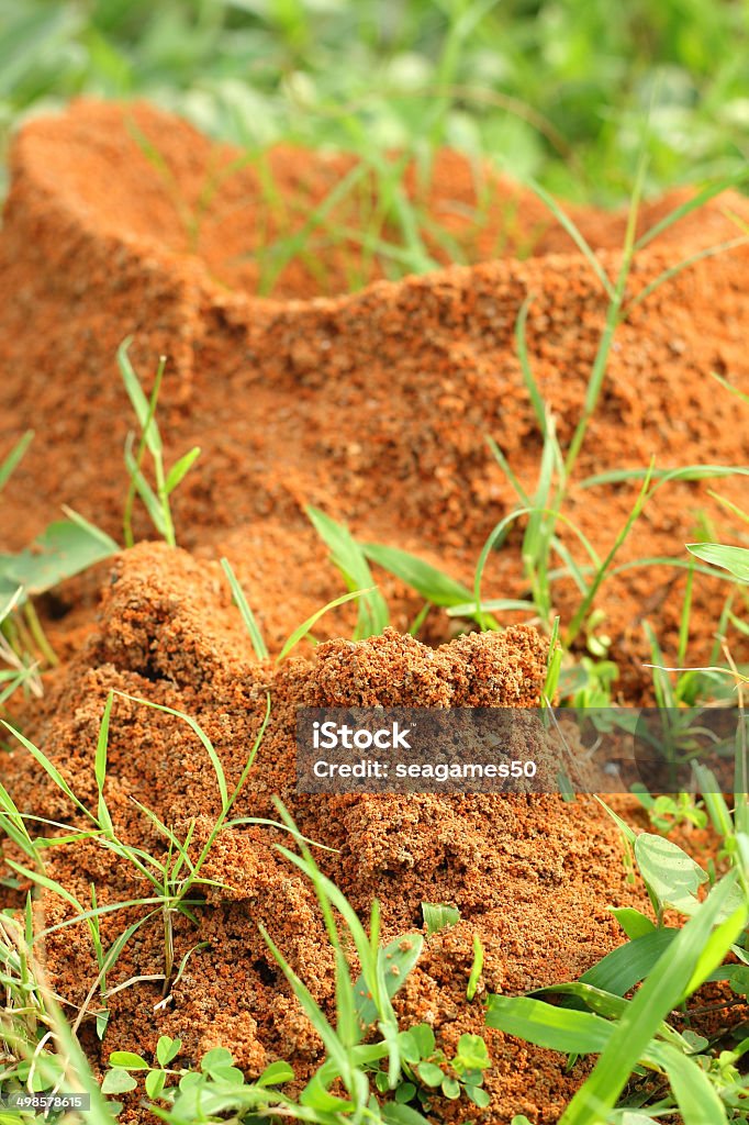 Ants nest - Foto de stock de Agujero libre de derechos