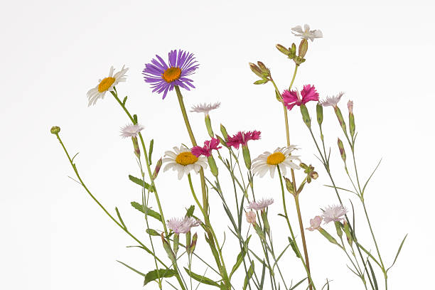 coloridas flores silvestres - daisy multi colored flower bed flower fotografías e imágenes de stock
