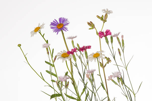 istock colorful wildflowers 498578827