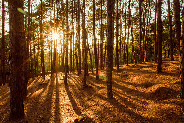 istock Pine forest with the last of the sun shining 498579388