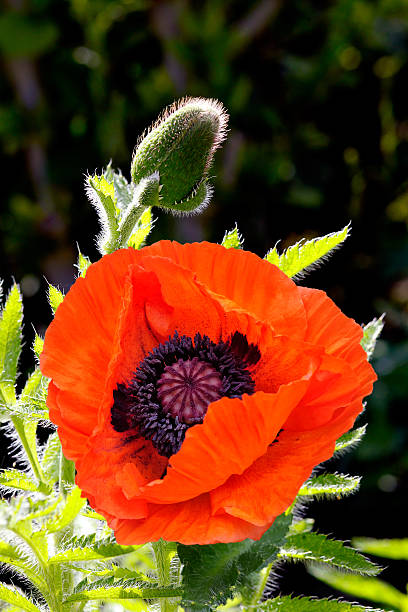 мак восточный (papaver провинцию - oriental poppy стоковые фото и изображения