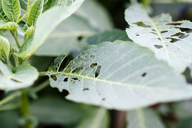 istock detail of damage leafs 498579610