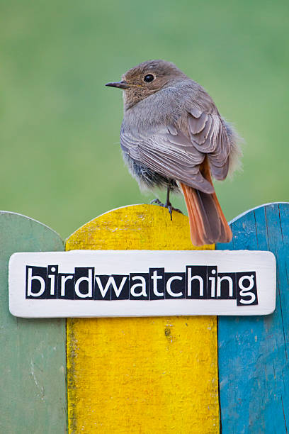 istock Bird perched on a fence decorated with the word birdwatching 498579619