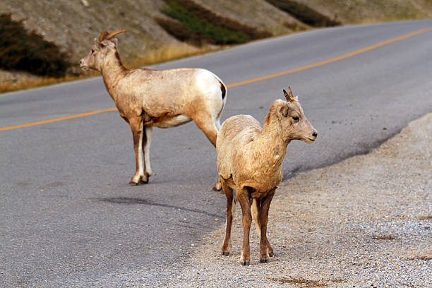 Life in the Road Wild Mountain Sheep in Banff National Park ram bighorn sheep large horned stock pictures, royalty-free photos & images