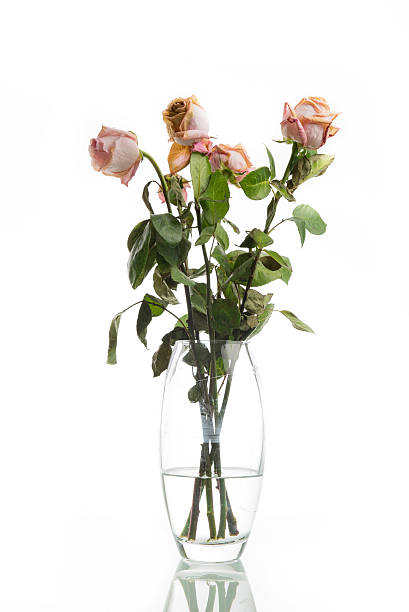Old dried dead pink roses in a vase stock photo