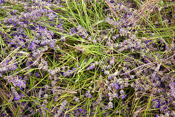 Lavender stock photo