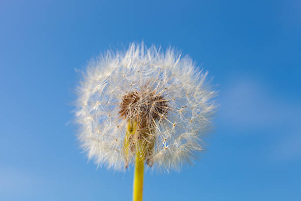 istock Dandelion and seeds in blue sky 498580475
