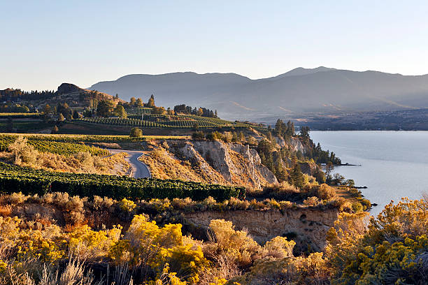 istock Penticton Naramata Okanagan Valley Vineyard 498580700