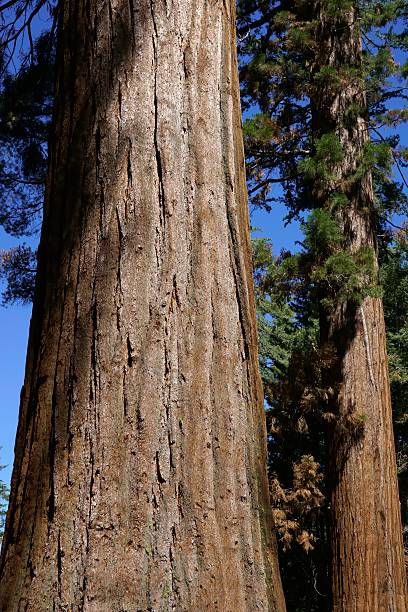 istock Giant Sequoia, Yosemite National Park 498580893