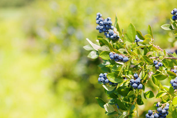 Blueberries Bush with Ripe Clusters of Fruit Subject: A cluster of blueberries hanging on a branch of the blueberry plant. michigan farmland stock pictures, royalty-free photos & images